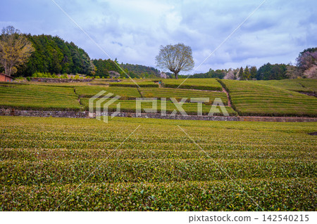 A tea plantation with Mount Fuji in the background is a famous landmark of Sizuoka City, Japan on a rainy and cloudy day. 142540215
