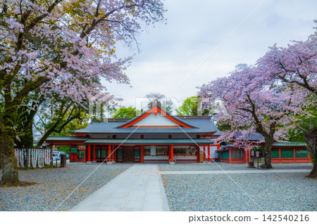 Fujisan Hongu Sengen Taisha Shinto Shrine where cherry blossoms are blooming on a rainy day at Shizuoka, Japan. Fujisan Hongu Sengen Taisha Shinto Shrine where cherry blossoms are blooming on a rainy day at Shizuoka, Japan. 142540216