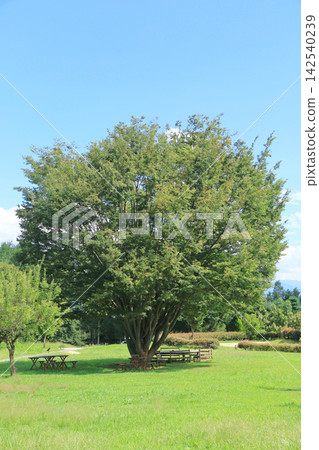 A large tree in Chihiro Park, Azumino in summer A large tree in Chihiro Park, Azumino in summer 142540239