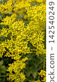 The yellow autumn flower, Patrinia scabiosifolia 142540249
