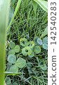I found a clover with an interesting shape! 142540283