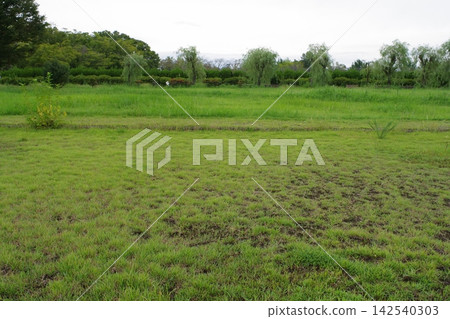 River flowing through a wetland River flowing through a wetland 142540303