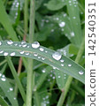 下雨天，草葉上掛滿了雨滴。 142540351