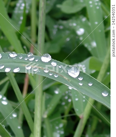 下雨天,草葉上掛滿了雨滴。 下雨天,草葉上掛滿了雨滴。 142540351