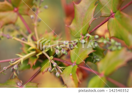 Buds of flower buds of Heiraginanten Buds of flower buds of Heiraginanten 142540352