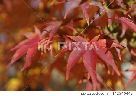 五顏六色的秋葉 五顏六色的秋葉 142540442