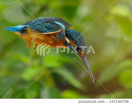 翠鳥凝視著水面,伺機捕食獵物。 翠鳥凝視著水面,伺機捕食獵物。 142540706