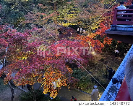 Autumn foliage illuminations – the beauty of autumn nights. Autumn foliage illuminations – the beauty of autumn nights. 142540772