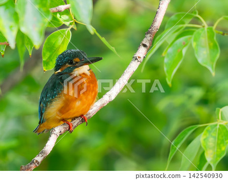 A kingfisher perched on a branch with fresh green leaves. A kingfisher perched on a branch with fresh green leaves. 142540930