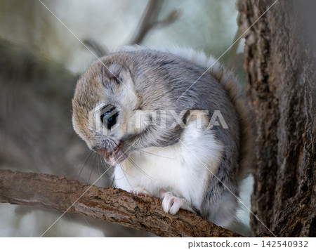 A Hokkaido flying squirrel preening itself on a branch. A Hokkaido flying squirrel preening itself on a branch. 142540932