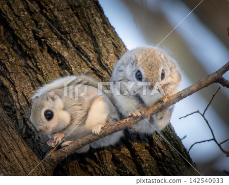 Two Ezo flying squirrels lined up on a branch 142540933