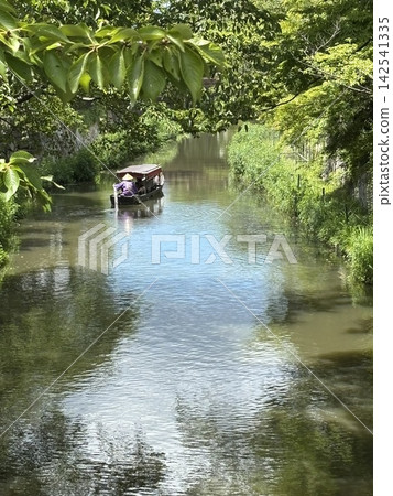 A sightseeing boat sailing through the greenery. 142541335