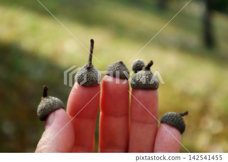 一隻手拿著一顆橡子,比較兩顆橡實的高度。 一隻手拿著一顆橡子,比較兩顆橡實的高度。 142541455