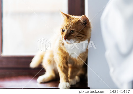 Ginger kitten sitting on windowsill looking outside in soft natural light with curious alert posture, with kitten, ginger, cat, feline detail, showing windowsill, window, curious, alert context Ginger kitten sitting on windowsill looking outside in soft natural light with curious alert posture, with kitten, ginger, cat, feline detail, showing windowsill, window, curious, alert context 142541457