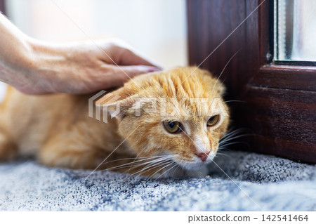 Ginger domestic cat crouched beside window frame on gray carpet while gentle human hand strokes shoulder, showing wary expression, soft fur detail, indoor pet care moment Ginger domestic cat crouched beside window frame on gray carpet while gentle human hand strokes shoulder, showing wary expression, soft fur detail, indoor pet care moment 142541464