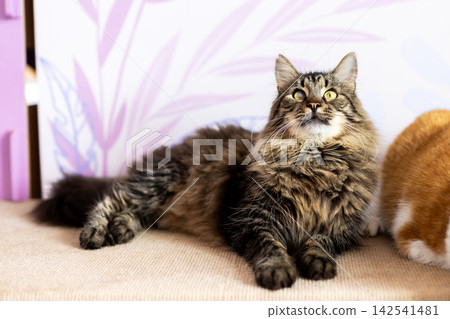 Fluffy longhaired tabby cat lounging on beige sofa with paw extended, curious gaze upward under soft indoor light, cozy home animal portrait, with cat, tabby, fluffy, longhaired detail Fluffy longhaired tabby cat lounging on beige sofa with paw extended, curious gaze upward under soft indoor light, cozy home animal portrait, with cat, tabby, fluffy, longhaired detail 142541481