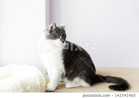 Black and white cat sitting on carpeted floor near soft bed by bright window with high key lighting, with cat, black, white, domestic detail, showing shorthaired, feline, pet, sitting context Black and white cat sitting on carpeted floor near soft bed by bright window with high key lighting, with cat, black, white, domestic detail, showing shorthaired, feline, pet, sitting context 142541485