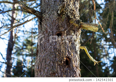 Snags serve as vital nesting sites and ecological study resources in forest environments Snags serve as vital nesting sites and ecological study resources in forest environments 142541501