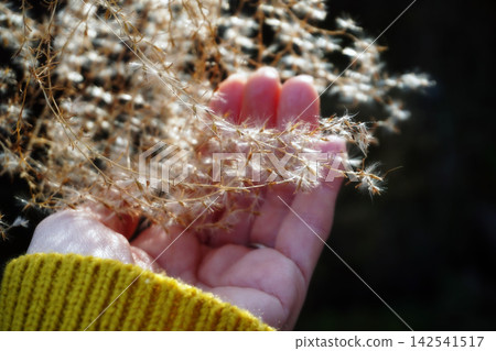 雙手觸摸蒲葦草 雙手觸摸蒲葦草 142541517