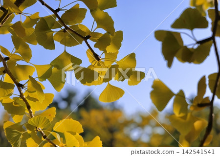 Leaves of ginkgo biloba colored yellow Leaves of ginkgo biloba colored yellow 142541541
