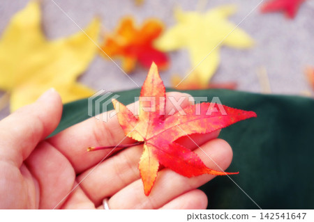 She has a maple leaf in her hand. 142541647