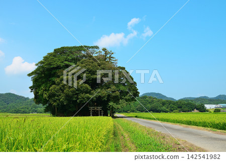 鳥取縣西白郡南部町覺神社(大原神社) 鳥取縣西白郡南部町覺神社(大原神社) 142541982