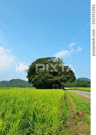 鳥取縣西白郡南部町覺神社(大原神社) 鳥取縣西白郡南部町覺神社(大原神社) 142541983