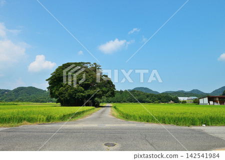 鳥取縣西白郡南部町覺神社(大原神社) 鳥取縣西白郡南部町覺神社(大原神社) 142541984