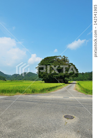 鳥取縣西白郡南部町覺神社(大原神社) 鳥取縣西白郡南部町覺神社(大原神社) 142541985
