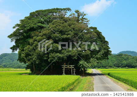 鳥取縣西白郡南部町覺神社（大原神社） 142541986