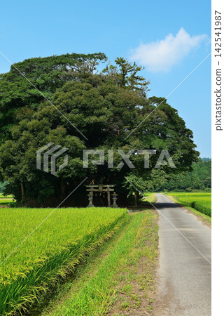 鳥取縣西白郡南部町覺神社(大原神社) 鳥取縣西白郡南部町覺神社(大原神社) 142541987