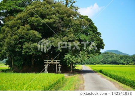 鳥取縣西白郡南部町覺神社(大原神社) 鳥取縣西白郡南部町覺神社(大原神社) 142541988