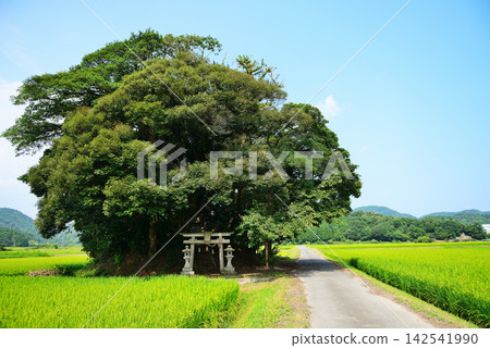 鳥取縣西白郡南部町覺神社(大原神社) 鳥取縣西白郡南部町覺神社(大原神社) 142541990