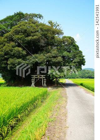 鳥取縣西白郡南部町覺神社(大原神社) 鳥取縣西白郡南部町覺神社(大原神社) 142541991