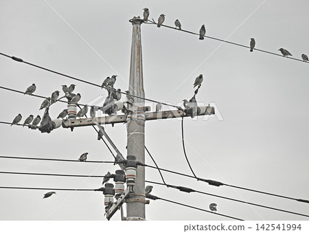 椋鳥聚集在電線上。 椋鳥聚集在電線上。 142541994