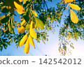 公園裡的樹木，葉子從黃色變成了紅色，到了秋天就變紅了。 142542012