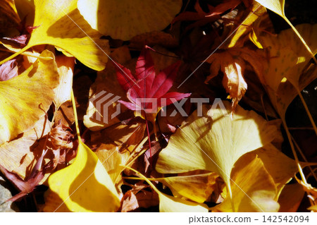 落到銀杏葉上的紅色秋葉 落到銀杏葉上的紅色秋葉 142542094