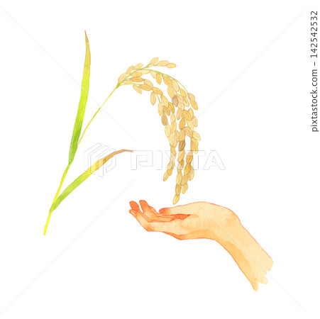 稻稈與手-手繪水彩插畫素材 稻稈與手-手繪水彩插畫素材 142542532