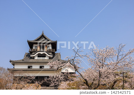 犬山城(國寶)與清晨的櫻花 犬山城(國寶)與清晨的櫻花 142542571