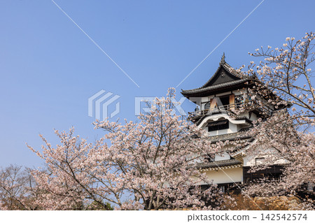 犬山城(國寶)與清晨的櫻花 犬山城(國寶)與清晨的櫻花 142542574