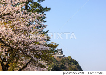 In early morning national treasure Inuyama castle and cherry blossoms In early morning national treasure Inuyama castle and cherry blossoms 142542586