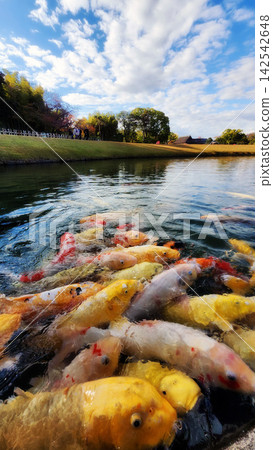 鯉魚聚集在岡山後樂園覓食。 鯉魚聚集在岡山後樂園覓食。 142542648