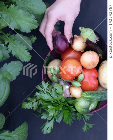 Fresh vegetables picked from the garden in summer 142542767