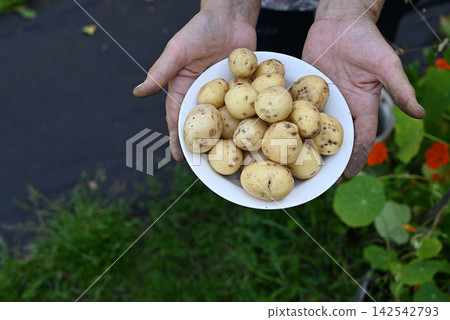 Carefully harvesting garden baby potatoes Carefully harvesting garden baby potatoes 142542793
