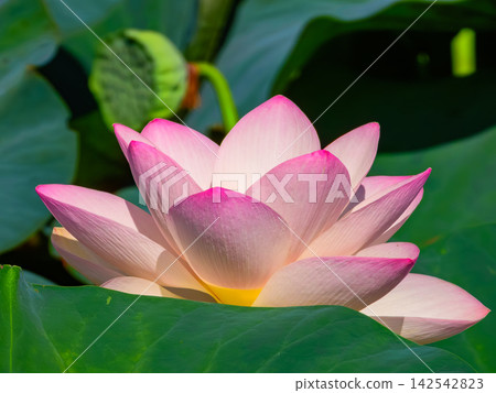 風景與蓮花 142542823