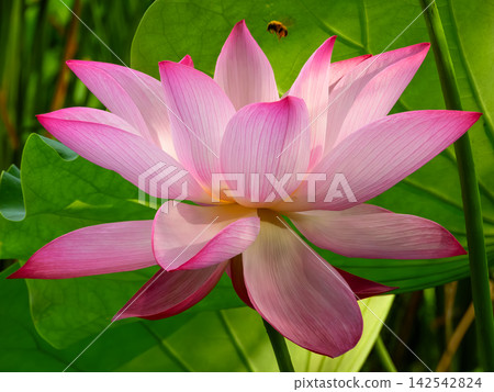 風景與蓮花 風景與蓮花 142542824