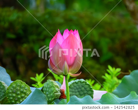 風景與蓮花 風景與蓮花 142542825