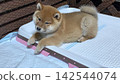 Puppy toilet training and living environment 142544074