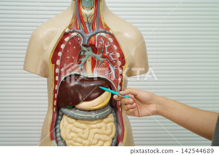 Asian student learning with human body model in anatomy biology in classroom at high school. Asian student learning with human body model in anatomy biology in classroom at high school. 142544689