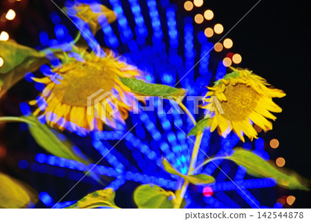 夜間開花的向日葵 夜間開花的向日葵 142544878